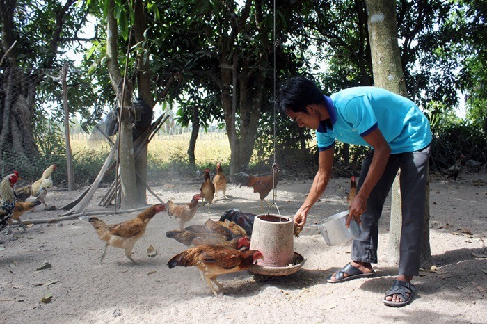 養鶏研修によって、農民の生活に変化が現れています